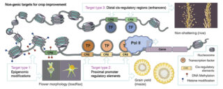 Illustrated science figure, non-genic targets for crop improvement, graphical abstract